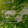 Elderberry Extract - Image 4