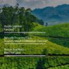 Premium Green Tea - Image 4